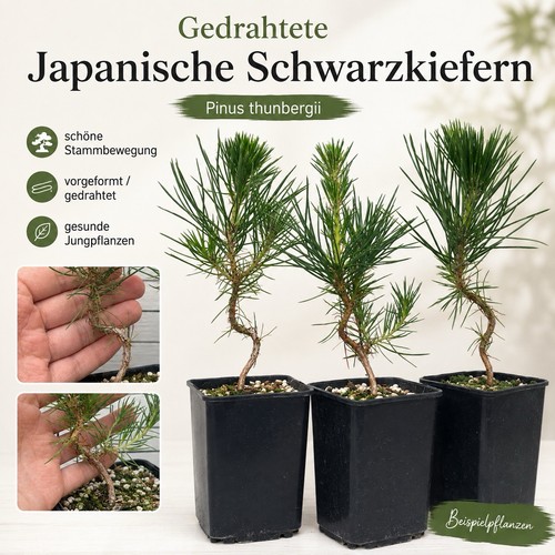 Japanische schwarzkiefer - japanische,