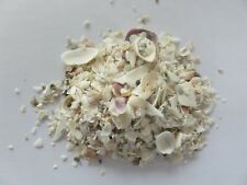 Super Muschel Sand von Florida Sanibel Island