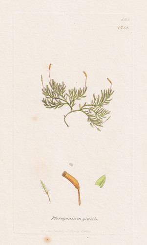 Pterogonium gracile moose - gracile,