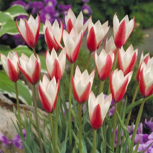 Wildtulpen rot weiße - wildtulpen, rot-weiße