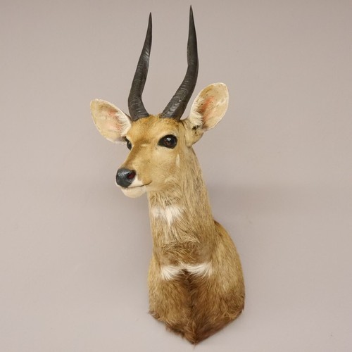 Buschbock antilope afrika kopf - antilope,