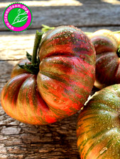 CHEROKEE LIME STRIPES ? 10+ Samen ♥️ Fleischtomate die gestreifte Verführung