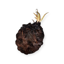 Nymphaea lotus - Knolle -