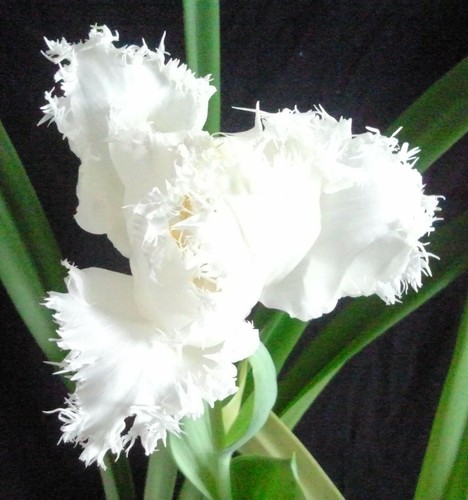 Tulpen - @//(◕‿◕)\@,
