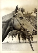 Foto Pferd, Tierporträt, Zaumzeug - 11143521