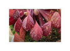 10x Sarracenia psittacina Papageien Schlauchpflanze Kannenpflanzen - Samen B220