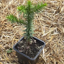 Chilenische Schmucktanne Araucaria araucana Andentanne langs. wachsend immergrün