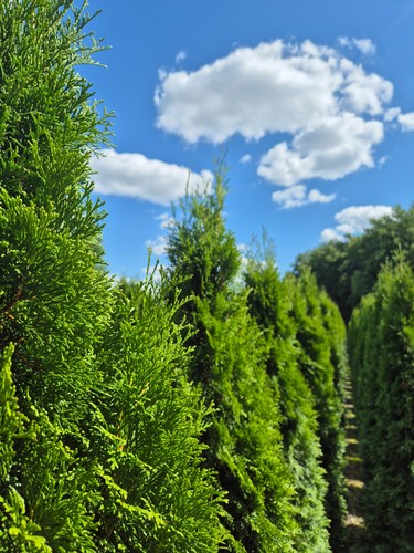 Thuja smaragd bis 100 - thuja, 80