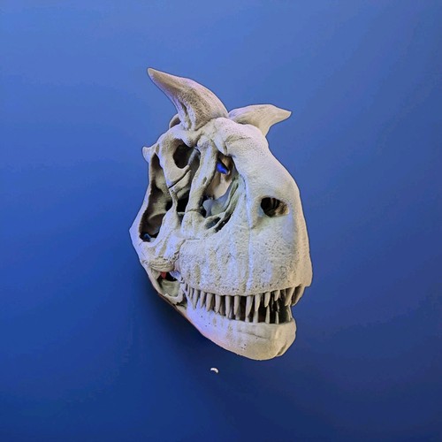 Carnotaurus schädel - carnotaurus,