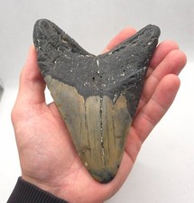 Huge and solid megalodon shark - huge,