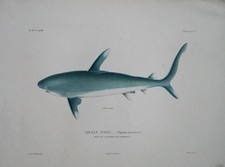Squale Maou. (Squalus maou , Less)- Mers de L'Archipel des Pomotous. Altkolorier