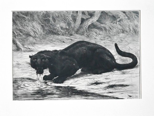 1901 schwarzer panther - 1901,