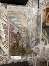 Nagelfetisch aus Afrika (Kongo) – Geopferte Ritualfigur / Voodoo / Kuriosität