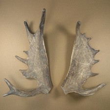 2 Damwild Geweihe - Hirsch