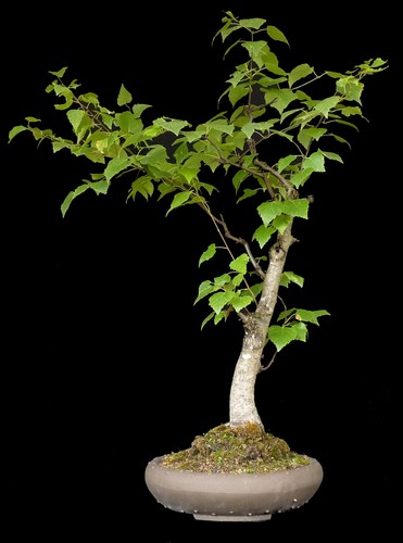 Bonsai betula birke - -, 70