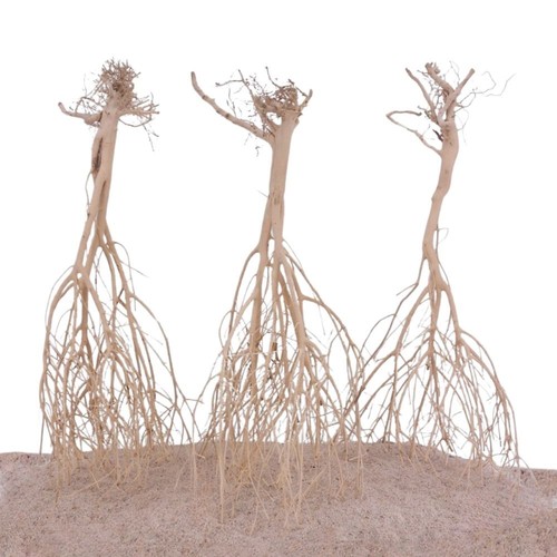 Sahara wurzel größe 35cm - wurzel,