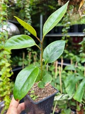 Kadsura coccinea - winterhart - Hei Lao Hu -  Rarität, große Pflanze