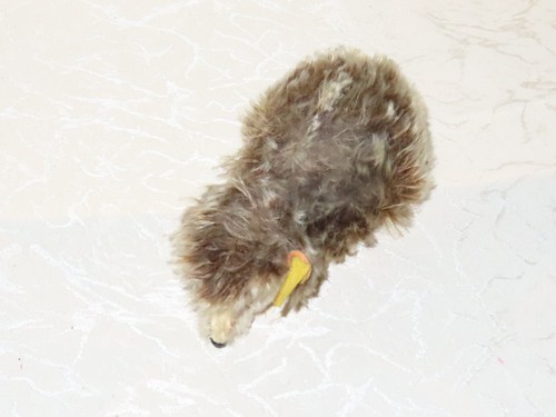 Steiff tier igel 5cm - !,