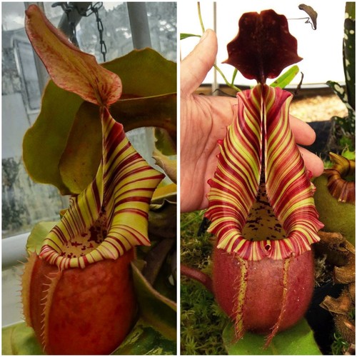 Nepenthes veitchii cleopatra - nepenthes, "cleopatra"