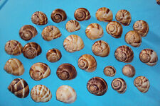 47x leere Weinbergschnecken Schneckenhäuser Geocatching Ostern Aquarium Barsch 