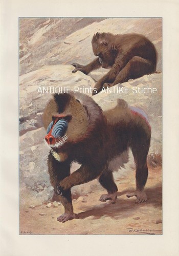 Mandrill - (us, sphinx)