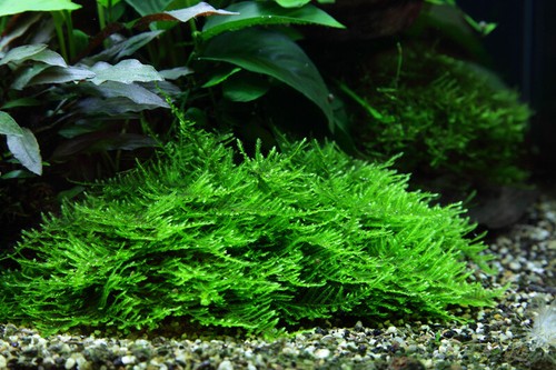 Aquarium pflanze vitro 2x - pflanze,