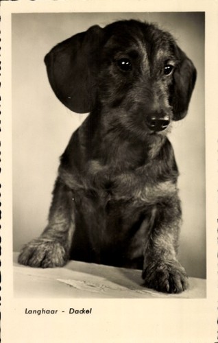 Hundeportrait - ak,