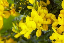 Genista tinctoria 'Royal