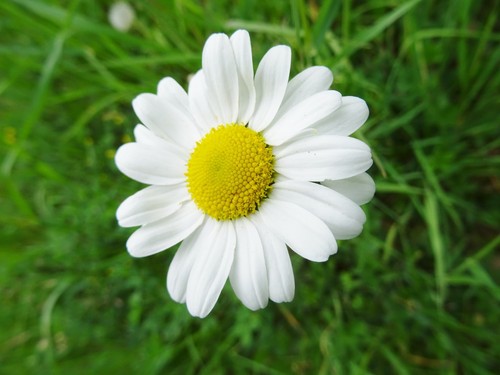 Chrysanthemum leucanthemum