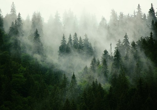 Fototapete wald nebel vlies - fototapete,