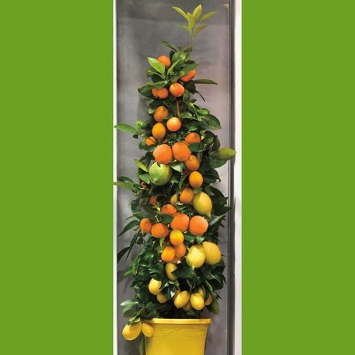 Amalfi zitrus trio cm - zitrus-trio,