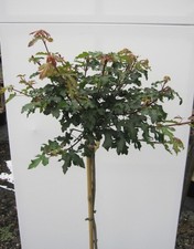 Hochstamm Kugel-Feldahorn Nanum - Ahorn campestre - Stamm 80cm + Krone