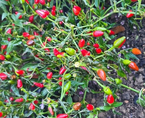 Chili samen über stück - samen,