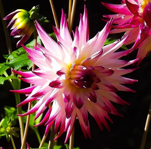 Dahlien - ,