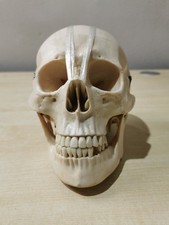 Modell Menschlicher Schädel