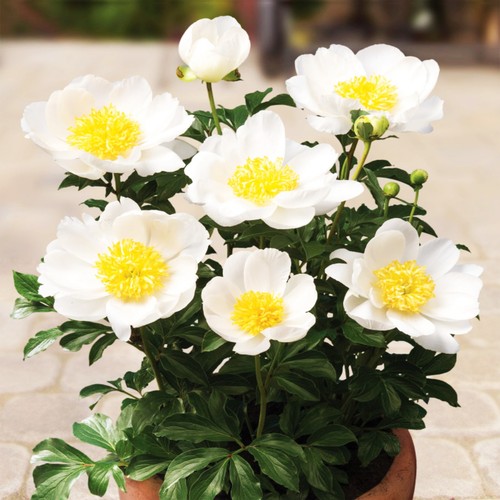 Päonie paeonia pfingstrose - päonie,