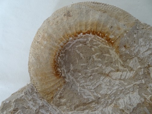 Kalkstein fossil ammonit - kalkstein,