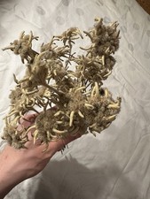 Edelweiss Getrocknet Antik