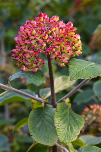 Wolliger schneeball viburnum - wolliger,