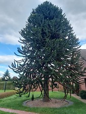 10 Samen Araucaria araucana Chilenische-Andentanne, Affenbaum , Schlangenbaum