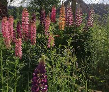 SAMEN Lupine pflegeleichte