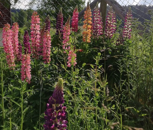 Samen lupine pflegeleichte - samen,