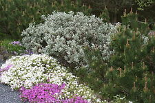 Wollweide  Zwergweide Weide Salix lanata  20 - 30 cm im Container