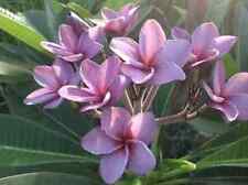 Sale610 Plumeria Taube Violett