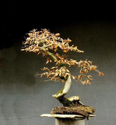 Bonsai outdoor winterhart