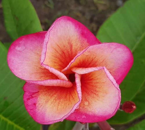 Frangipani plumeria pink - plumeria,