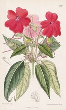 Impatiens Herzogii New Guinea