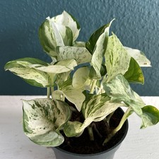 1 Ableger Efeutute weiß grün