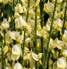 Elfenbein ginster warminster - elfenbein,