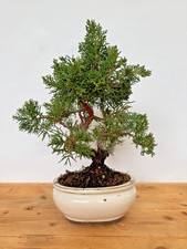 Bonsai chinesischer wacholder - bonsai,